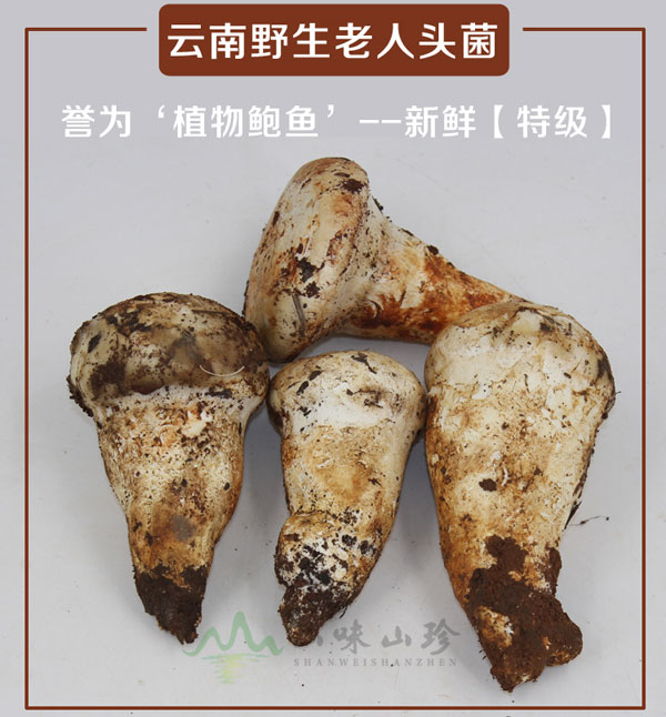 特级新鲜老人头菌