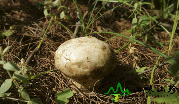新鲜老人头菌生长环境