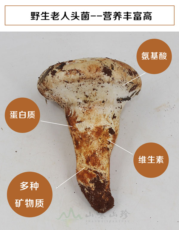 特级新鲜老人头菌产地直供