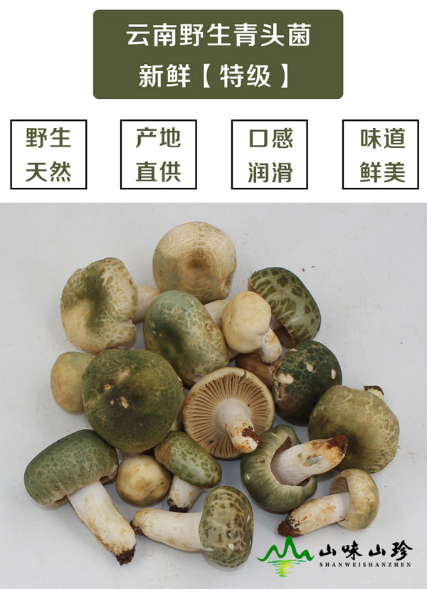 特级新鲜青头菌