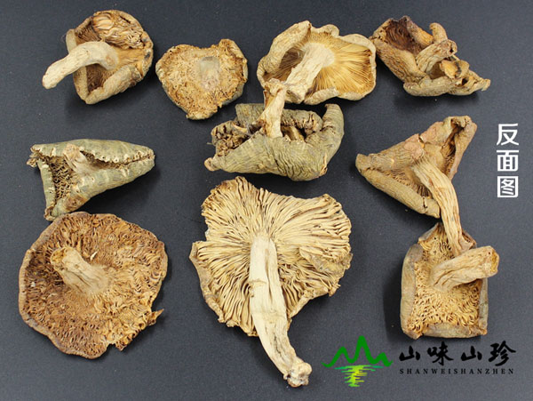 干品青头菌产地批发