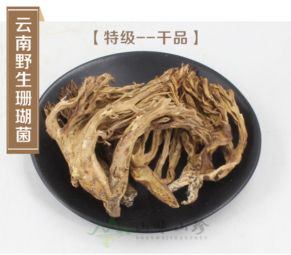 特级干品珊瑚菌