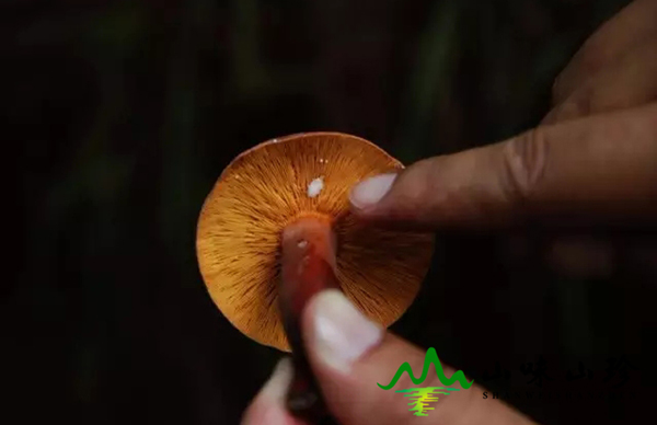 特级新鲜奶浆菌