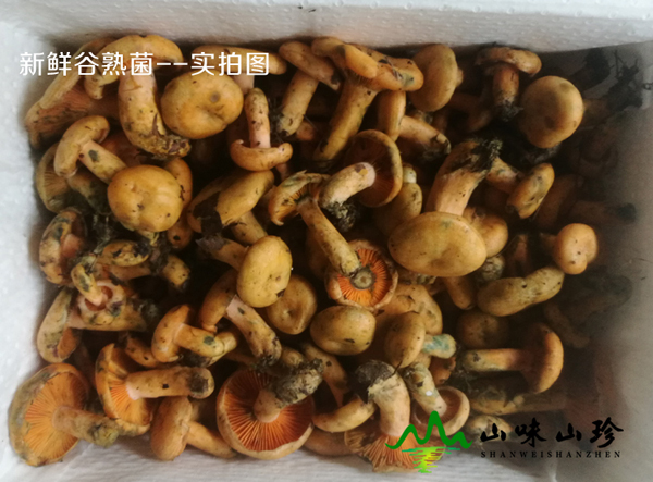 谷熟菌发货