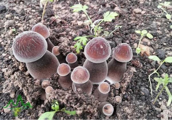 特级黑皮鸡枞菌