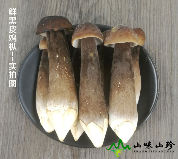 黑皮鸡枞菌生长环境