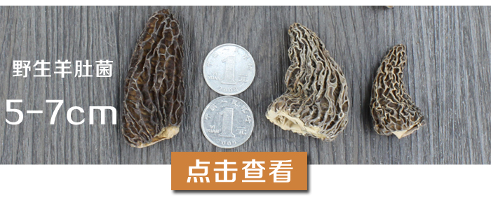 野生羊肚菌5-7cm