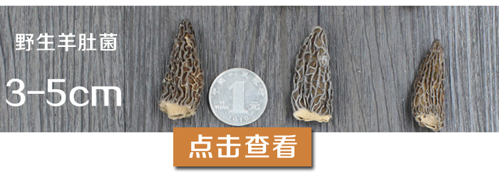 野生羊肚菌3-5cm 野生羊肚菌3-5cm