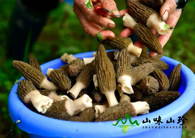 精品羊肚菌环境