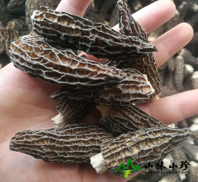 精品羊肚菌营养价值