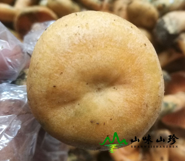 谷熟菌什么时候上市