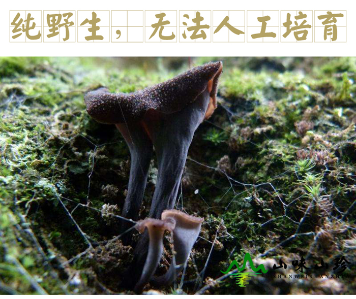 野生黑喇叭菌生长环境