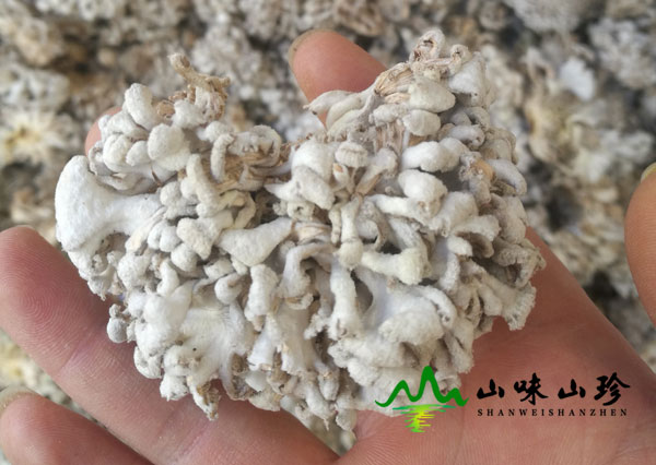 白参菌炖鸡能补什么