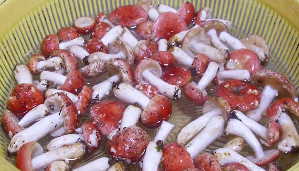 清洗红菇