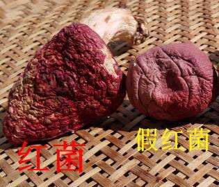 假红菇