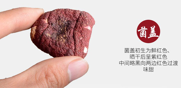 红菇菌盖