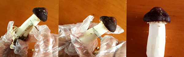 新鲜姬松茸的清洗方法