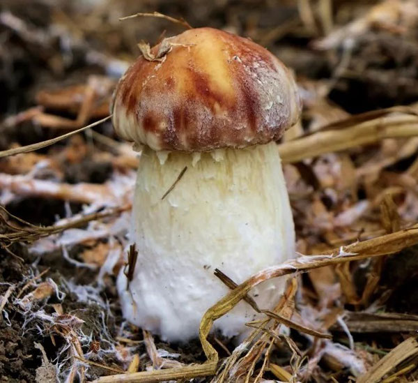 姬松茸的产地有哪些