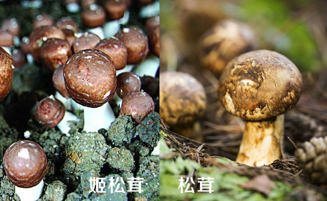 姬松茸和松茸如何区分