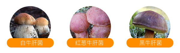 红、黑、美味牛肝菌的区别