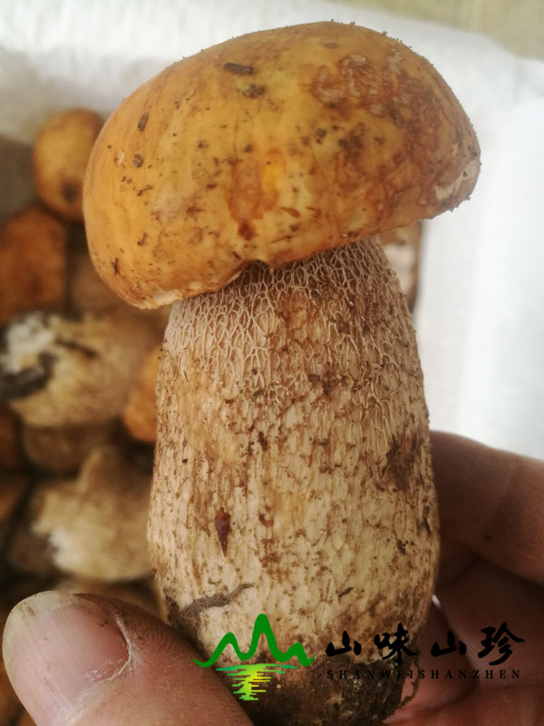 美味牛肝菌的注意事项