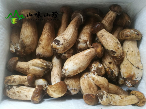 吃美味牛肝菌要注意哪些事项