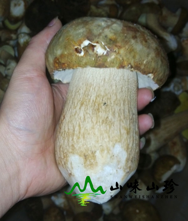 美味牛肝菌无法人工栽培