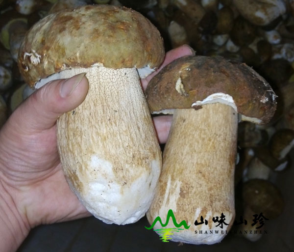 美味牛肝菌出口的地方