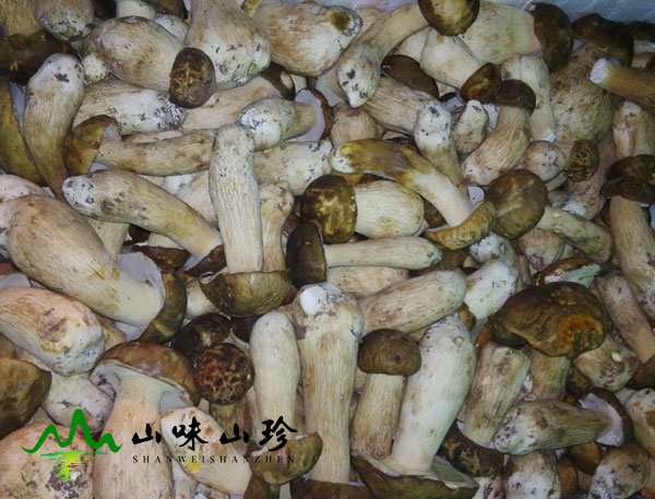 美味牛肝菌出口到哪些国家