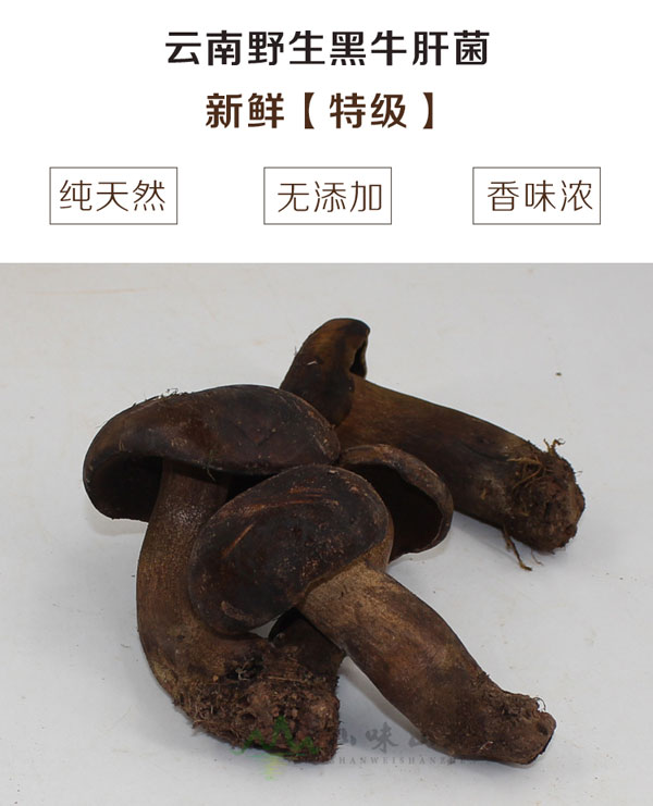 新鲜野生特级黑牛肝菌