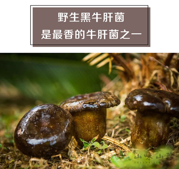 野生黑牛肝菌环境图