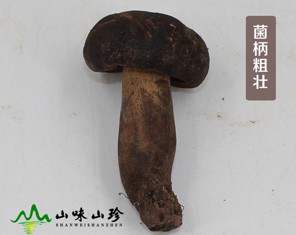 野生特级黑牛肝菌大量现货