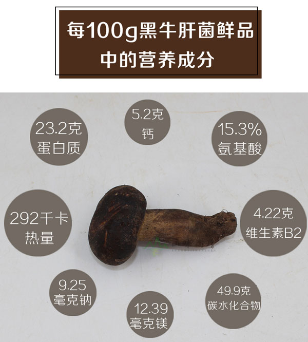 野生黑牛肝菌的营养价值