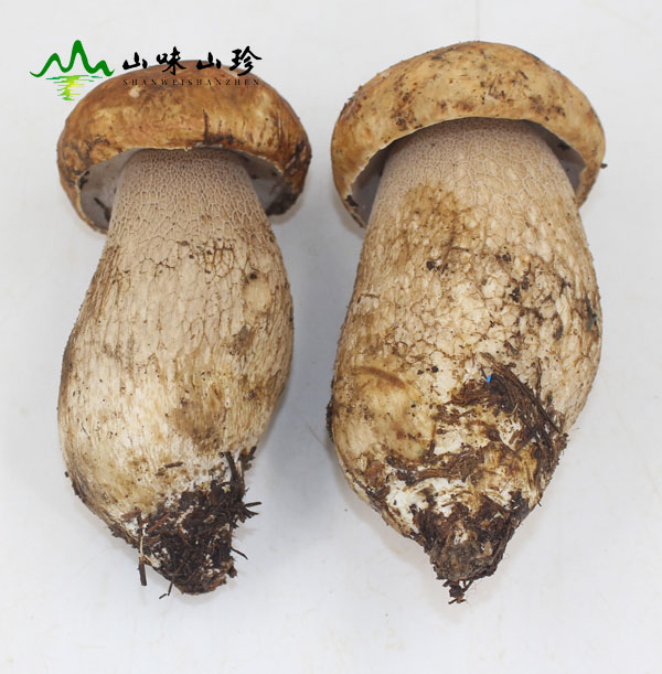 这样的美味牛肝菌才是上品