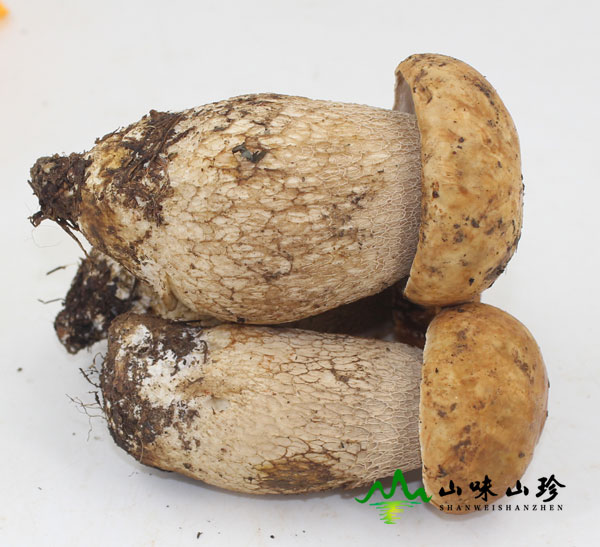品质好的美味牛肝菌