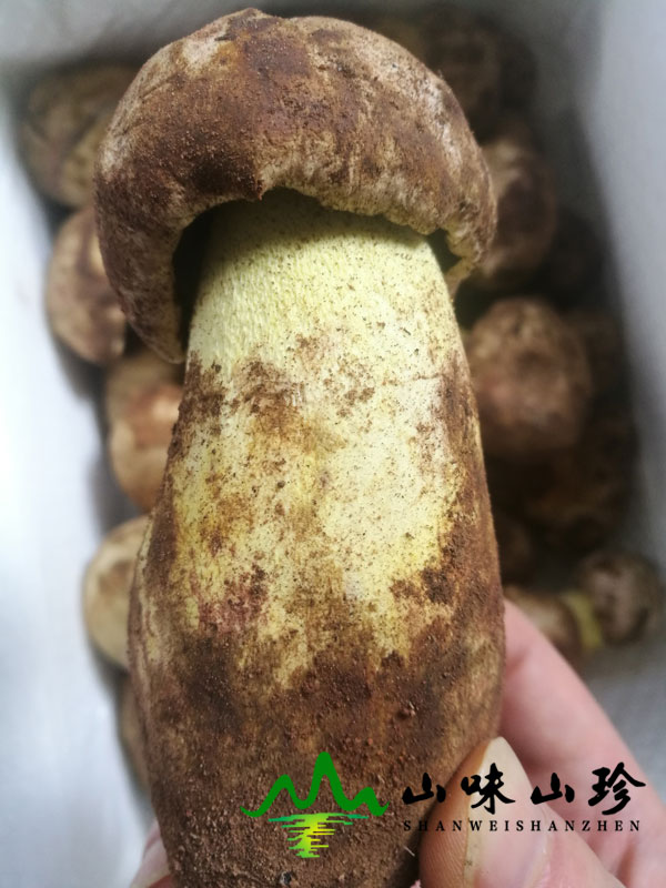 白葱菌