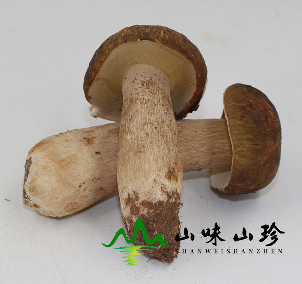 美味牛肝菌的营养价值