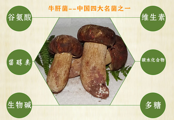 美味牛肝菌的营养成分