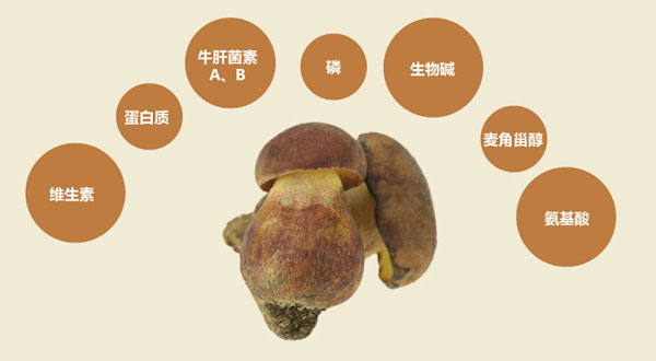 红葱牛肝菌的营养价值