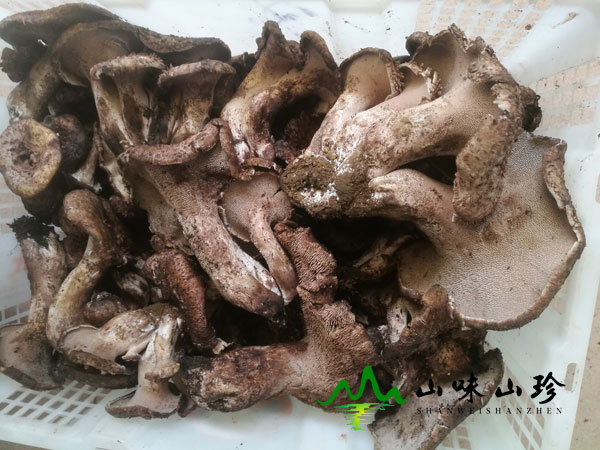 黑虎掌菌的注意事项