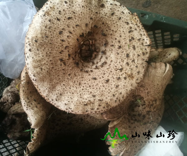 黑虎掌菌的生长环境