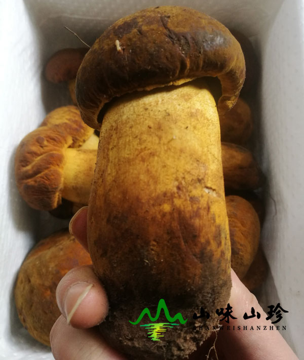 黄牛肝菌是什么