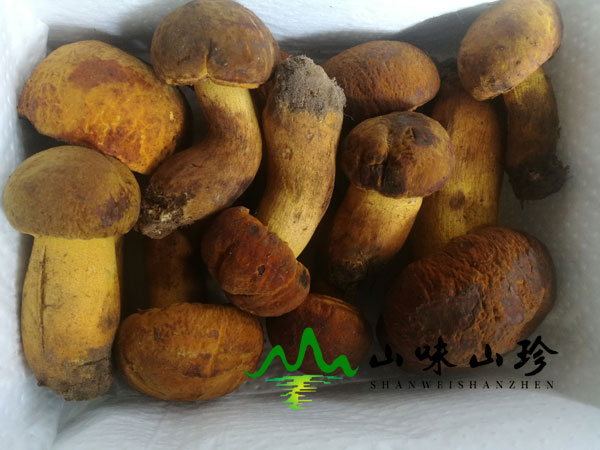 什么是黄牛肝菌