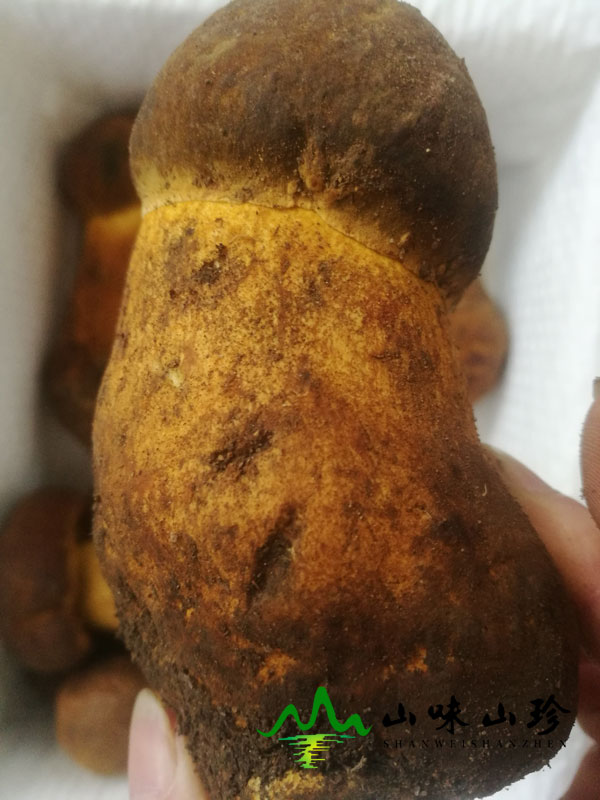 黄牛肝菌的注意事项
