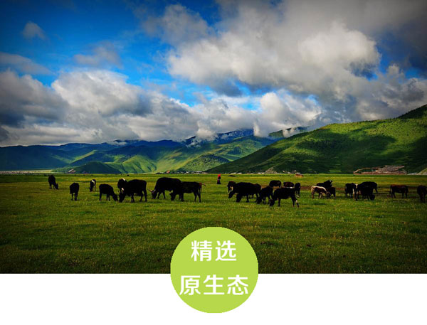 特级松茸干片批发