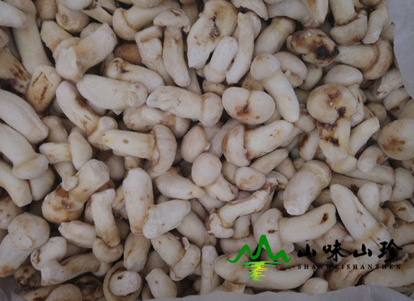 冰冻松茸7-9cm大量现货