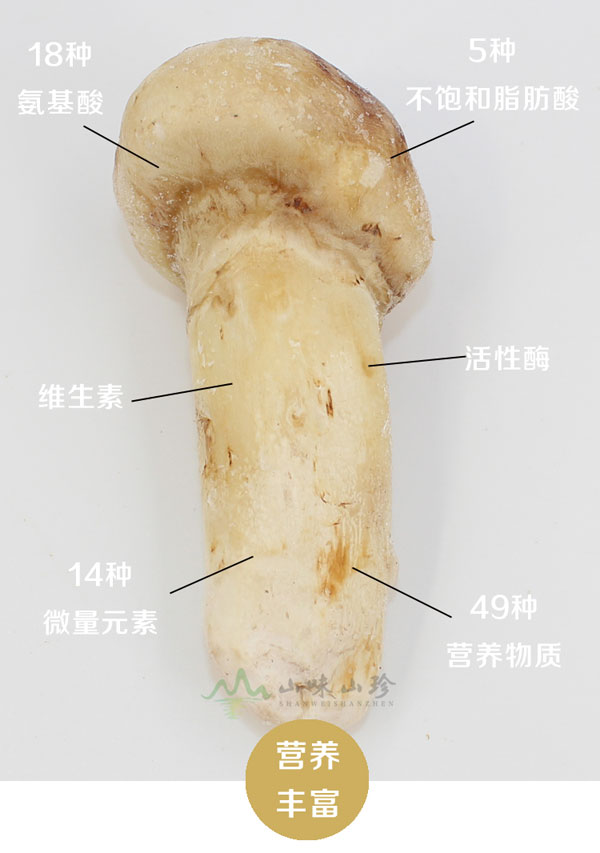 冰冻松茸5-7cm的营养价值
