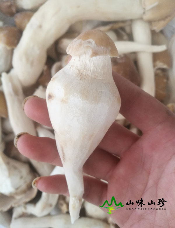 冰冻鸡枞菌特级