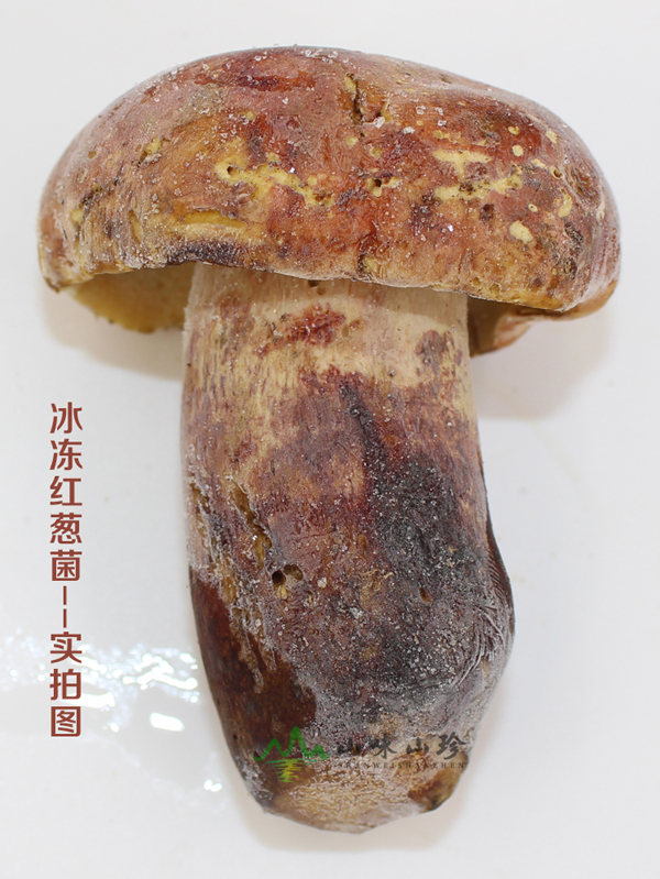 云南冰冻红葱菌