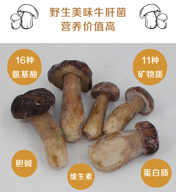 冰冻美味牛肝菌营养价值